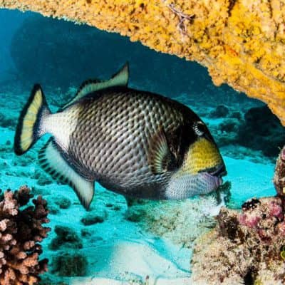 Great Barrier Reef Trigger Fish