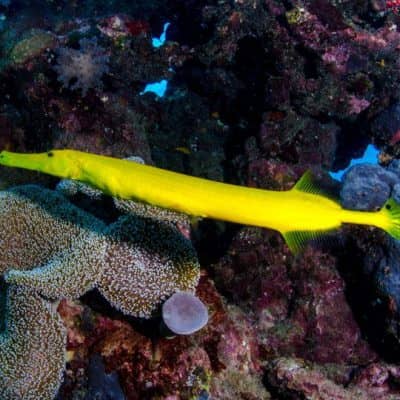Great Barrier Reef Trumpet Fish