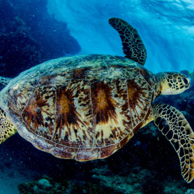 Great Barrier Reef Turtles