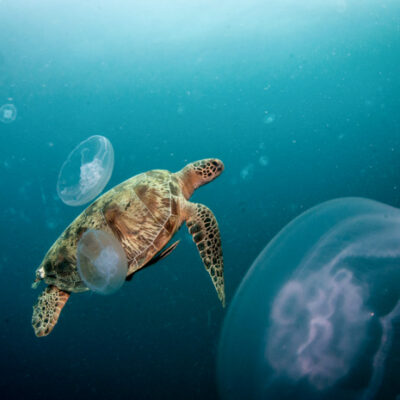 Great Barrier Reef Stingers & Jellyfish