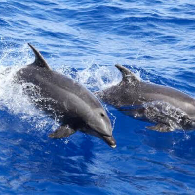 Great Barrier Reef Dolphins