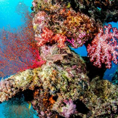 Great Barrier Reef Coral