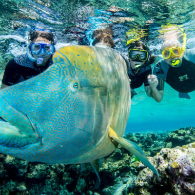 Great Barrier Reef Wrasse