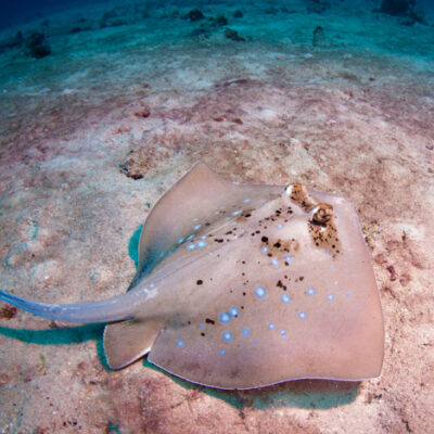 Great Barrier Reef Sharks & Rays