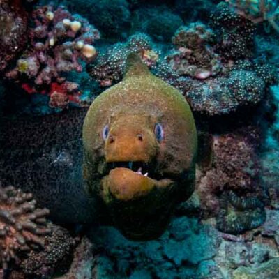 Great Barrier Reef Moray Eels