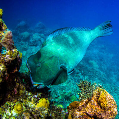 Great Barrier Reef Parrotfish