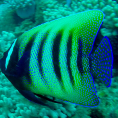 Great Barrier Reef Angel & Butterfly Fish