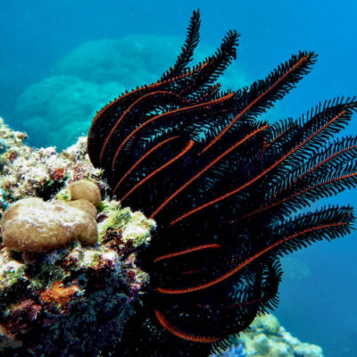 Great Barrier Reef Crinoids or Feather Stars