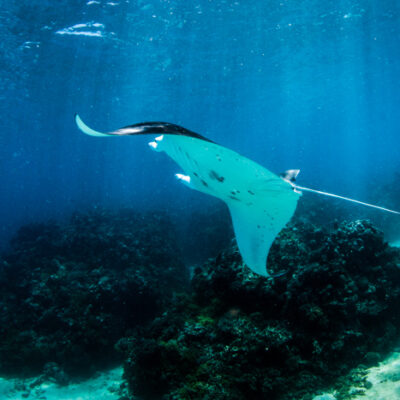 Great Barrier Reef Manta Rays