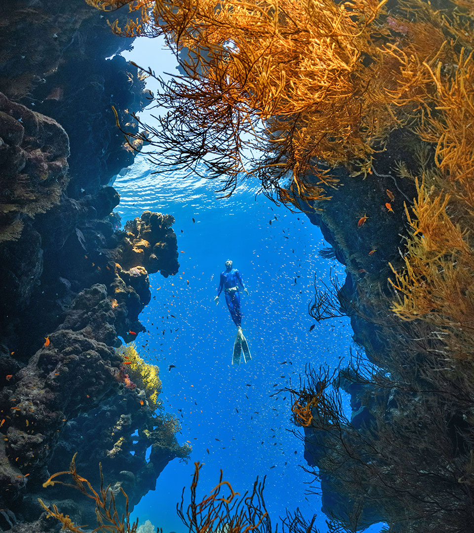 Adventurous freedivers will <b>enjoy unrivalled experiences</b> with ABC Reef Safaris. 