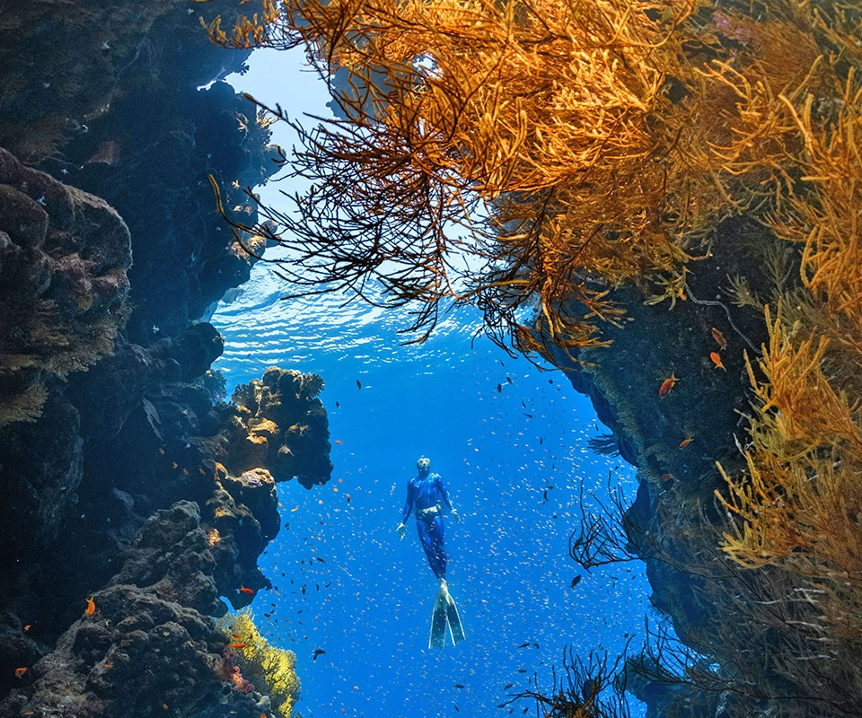 Adventurous freedivers will <b>enjoy unrivalled experiences</b> with ABC Reef Safaris. 