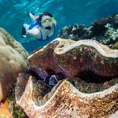 Great Barrier Reef Giant Clams