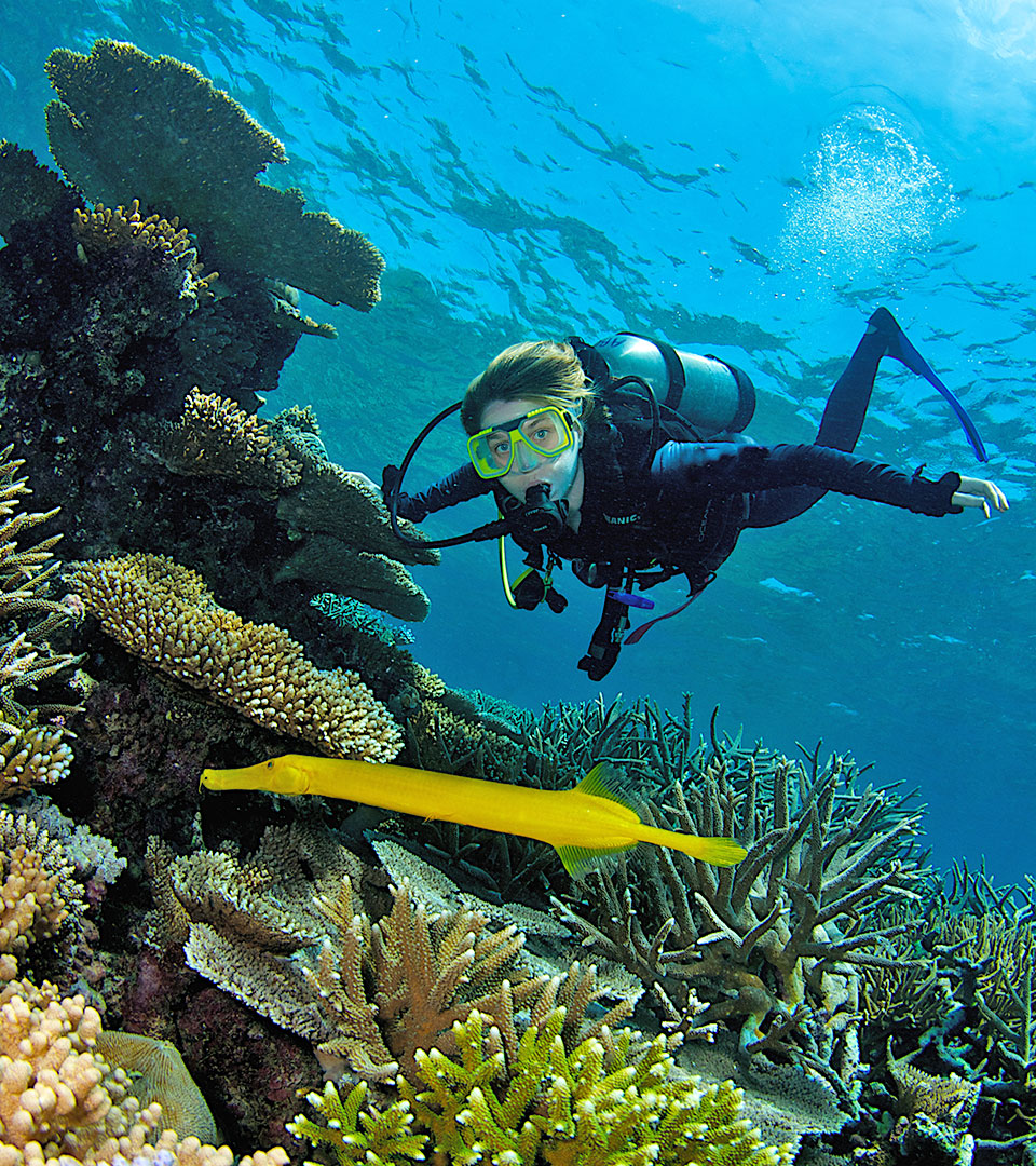 <b>Try scuba diving </b>on the Great Barrier Reef, with an<b> introductory dive. </b> 