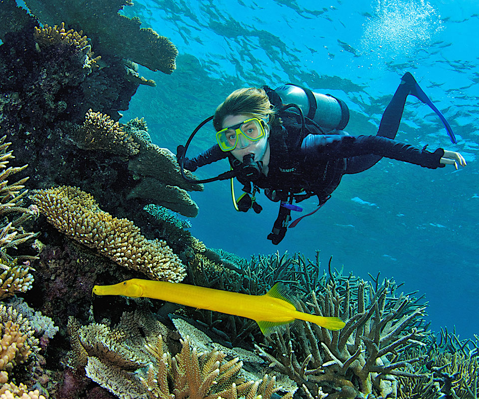 <b>Try scuba diving </b>on the Great Barrier Reef, with an<b> introductory dive. </b> 